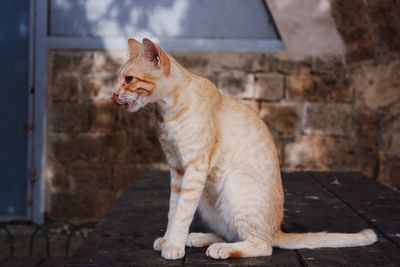Full length of a cat looking away