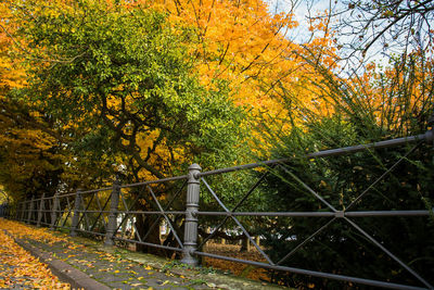 Trees in forest during autumn