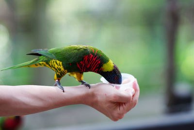 Cropped image of hand holding bird