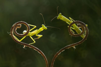 Praying mantis on unique branch