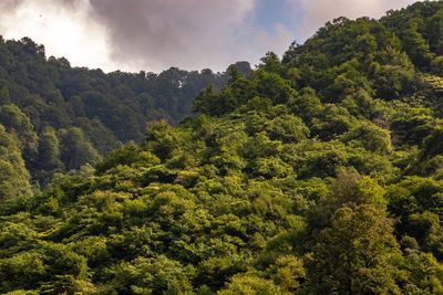 Scenic view of forest against sky