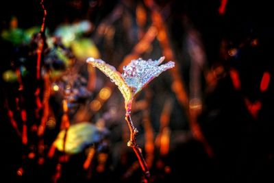 Close-up of plant against blurred background