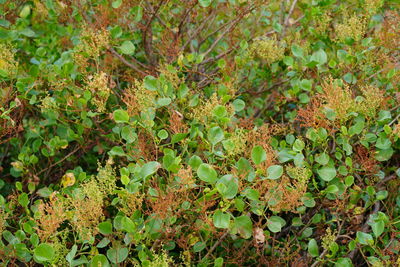 High angle view of plant growing on field