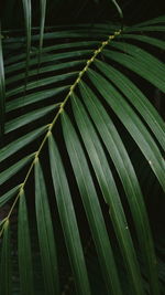 Full frame shot of palm leaves