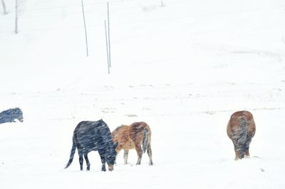 Horses on field during winter