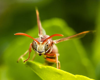 Close-up of insect on leaf