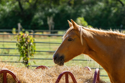 Close-up of horse in field