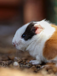 Close-up of rabbit