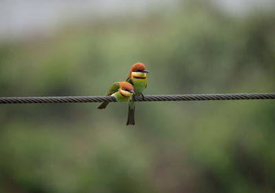Close-up of bird perching on rope