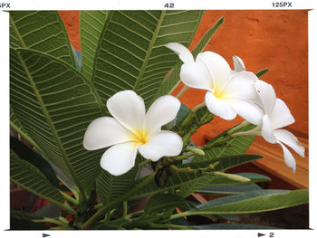 Close-up of white flower