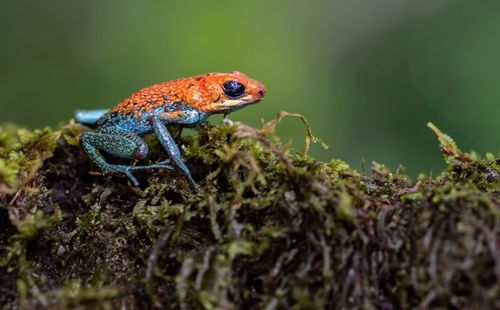 Close-up of a lizard on a plant