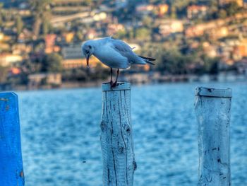 Seagull perching on wooden post