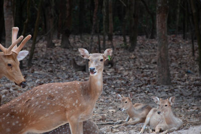 Deer in a forest