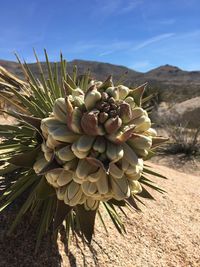Close-up of cactus plant against sky
