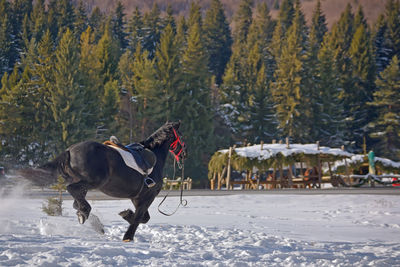 Horse running on snow field during winter