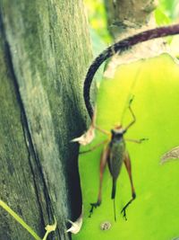 Close-up of insect on tree trunk