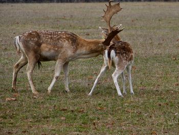 Deer on field