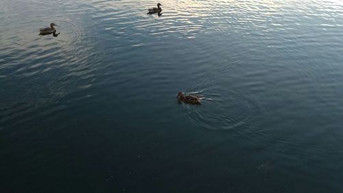 High angle view of ducks swimming in lake