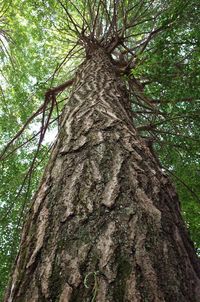 Low angle view of tree trunk