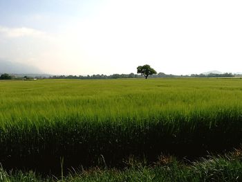 Scenic view of agricultural field against sky