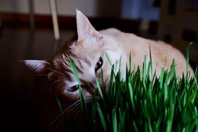 Close-up of a cat looking away