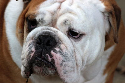 Close-up portrait of a dog