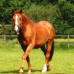 Horse on grassy field