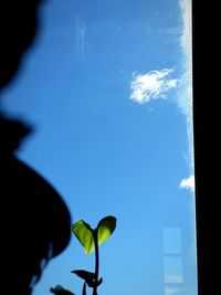 Low angle view of flowering plant against blue sky