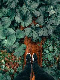 Low section of man standing by bare tree