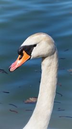 Close-up of swan in lake