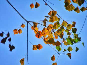 Low angle view of autumnal leaves against blue sky