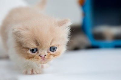 Close-up portrait of kitten