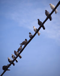 Low angle view of birds flying against clear blue sky