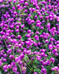 Close-up of pink flowers blooming outdoors