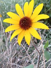 Close-up of yellow flower blooming in field