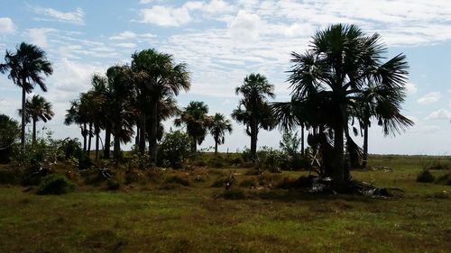 Trees on field against sky