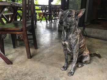 View of dog sitting on chair