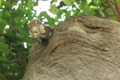 Low angle view of squirrel on tree