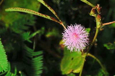 Close-up of purple flowering plant