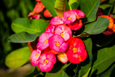 Close-up of pink flowering plant