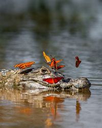 Close-up of crocodile in lake