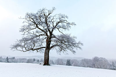 Bare tree on snow covered landscape against clear sky