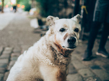 Portrait of a dog