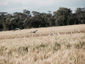 Birds perching on field against sky