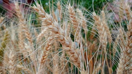 Close-up of stalks in wheat field