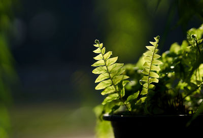 Close-up of potted plant