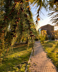 Footpath amidst trees