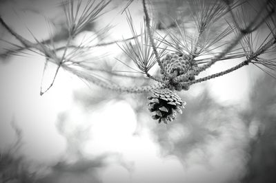 Low angle view of flowering plant against sky