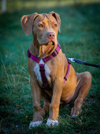 Dog looking away while sitting on land