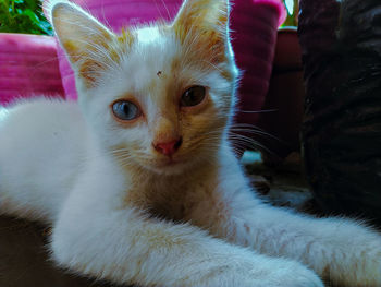 Close-up portrait of a kitten